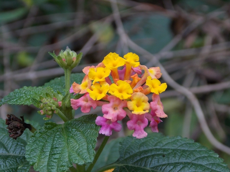 DSCN1398.JPG