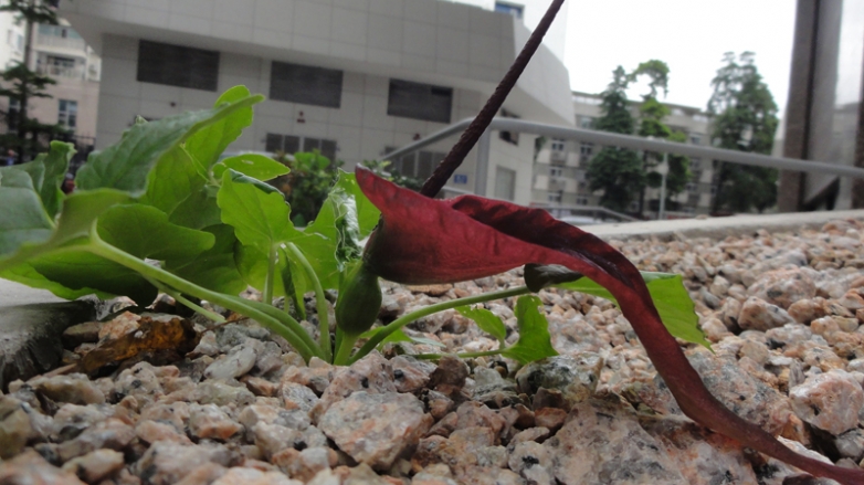 DSC04652.jpg
