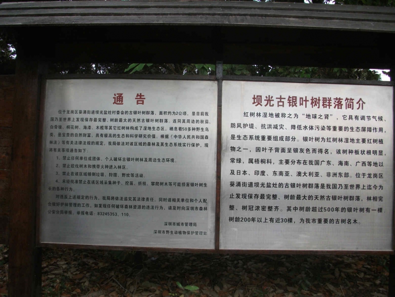 银杏树保护林