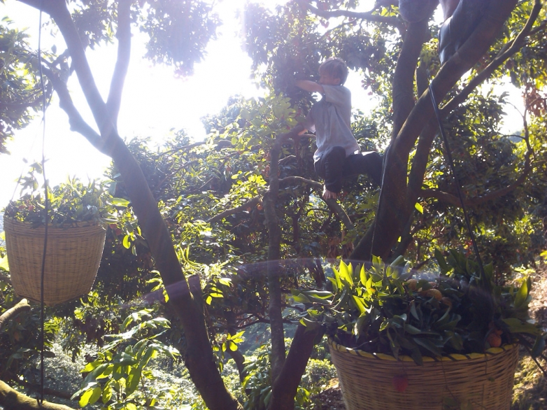 摘荔枝.jpg