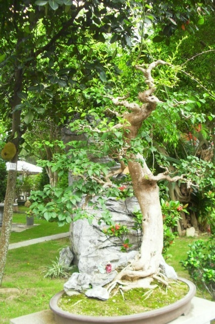 斋堂里的盆景.jpg