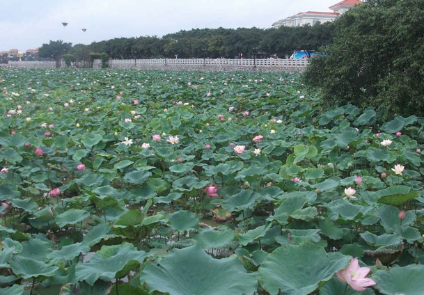 桥头观荷花 039_副本.jpg