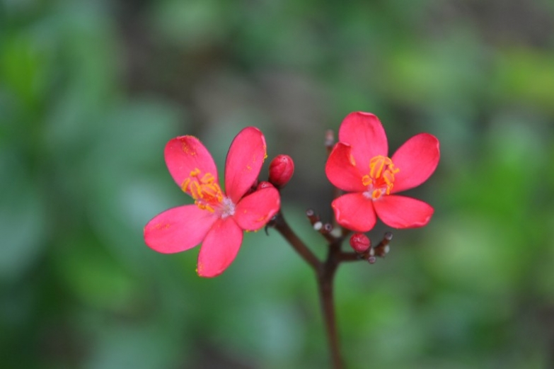 路边的小花