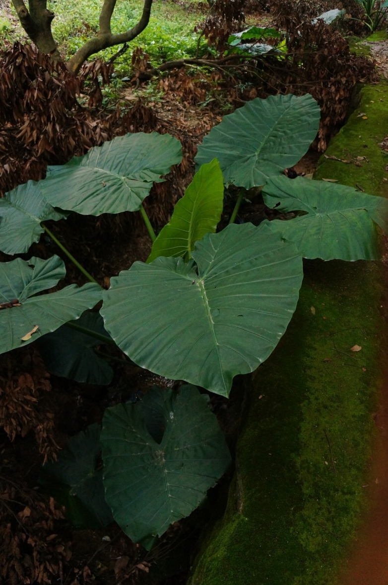 DSC09830.JPG
