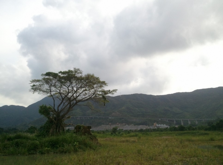 穿过坝光村，感觉这棵树挺有个性的，随手一拍……