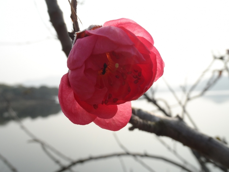 “菊花”为什么这么红