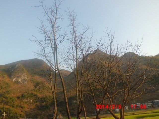 树叶都掉光啦