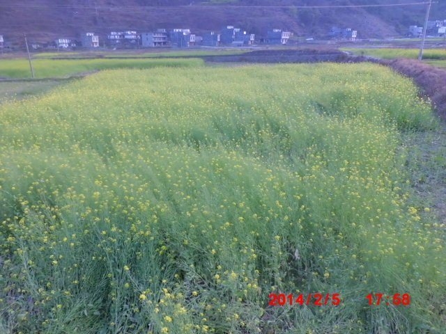 油菜