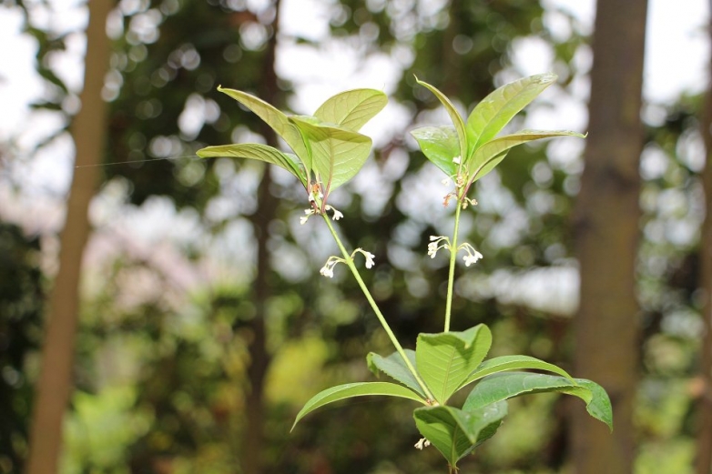 桂花