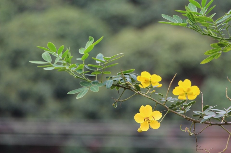 花花