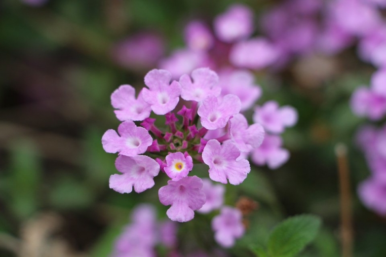 花花