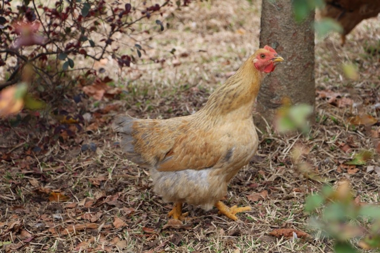 正宗东莞走地鸡