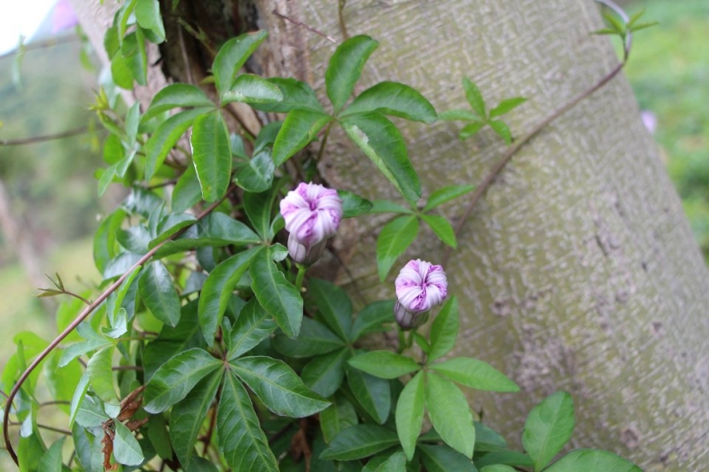 花蕾
