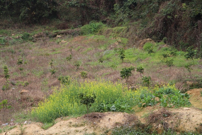 小面积油菜