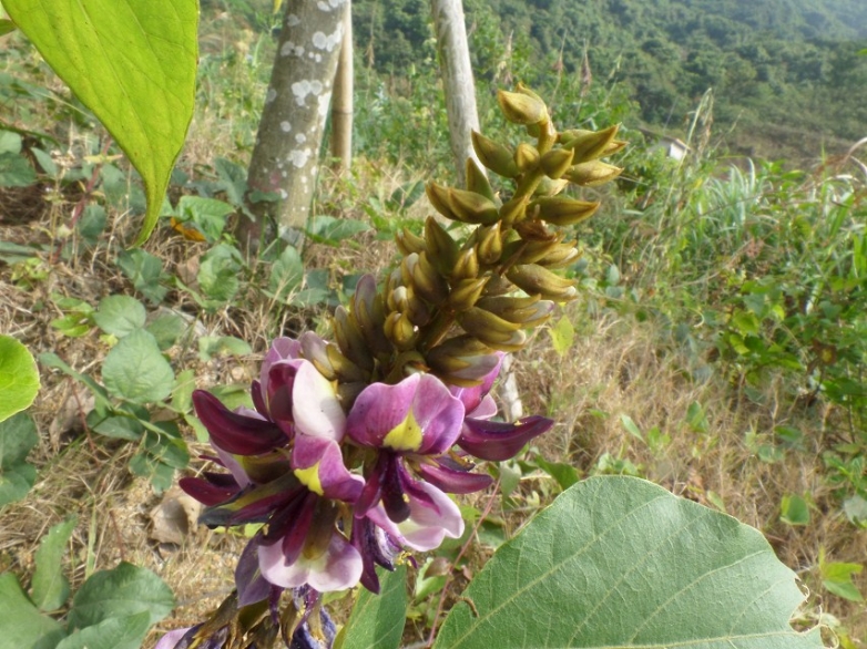 野花