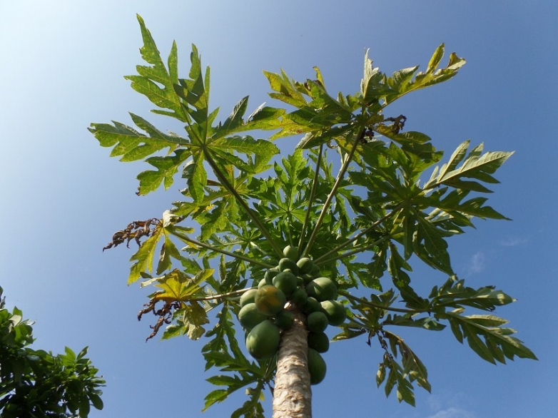 椰子还是芒果