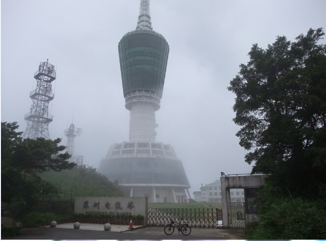 小梧桐