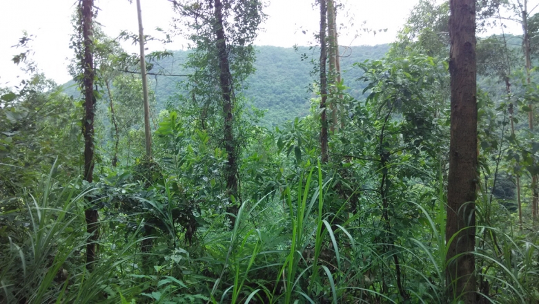 树木繁茂-草长莺飞.jpg