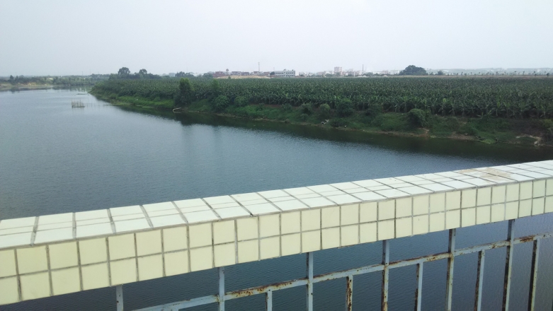 9-沙河边随处可见大片的蕉林.jpg