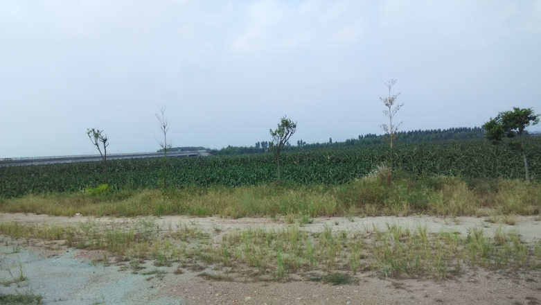 9-密密麻麻的蕉林.jpg