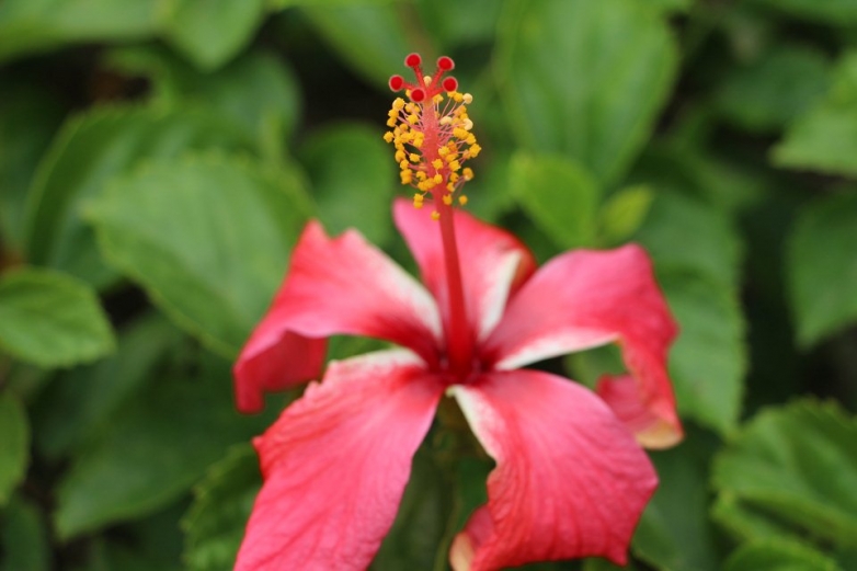 莲花山随拍