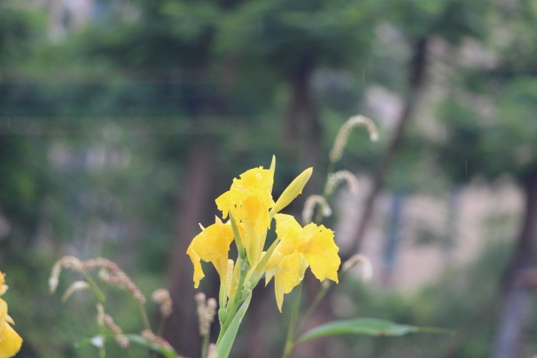 大雨的摧残