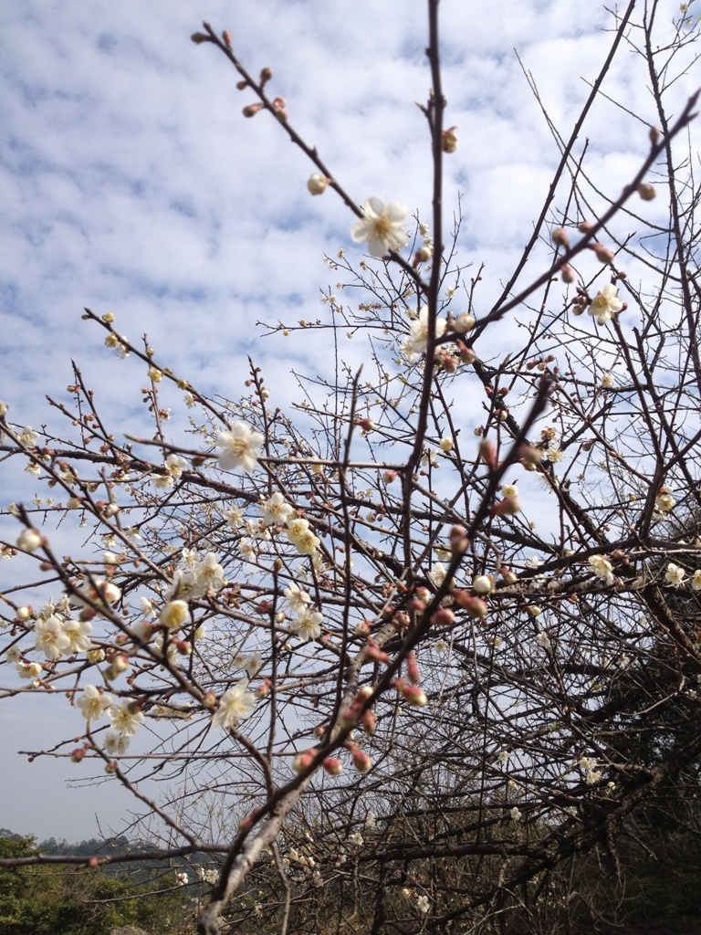 梅花