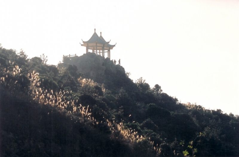 梧桐剪影.jpg